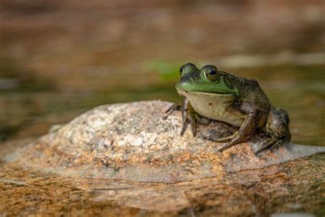 pon animals|Pond Animals: 21 Animals That Live In Ponds .